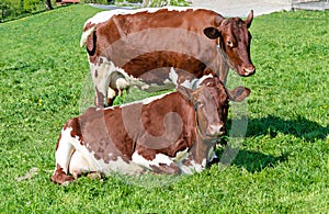 Two cows in a green meadow, Pinzgauer cattle in Salzburg, Austria