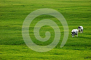 Two Cows in Green Pasture photo