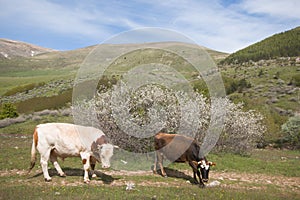 Two Cows on a green spring field and blue sky