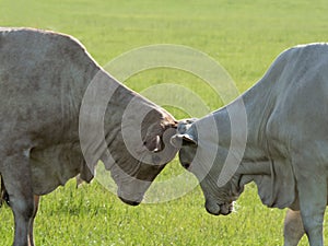 Two cows headbutting one another