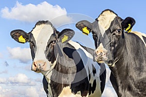 Two cows heads side by side, tender portrait of two cow lovingly together, with dreamy eyes, black and white with cloudy blue sky