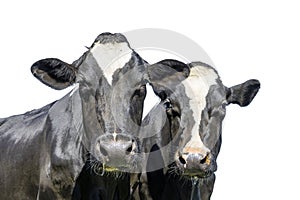 Two cows heads side by side, together, on white with dreamy eyes, black and white with cut out background