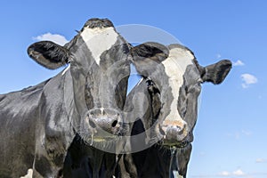 Two cows heads side by side, together, on white with dreamy eyes, black and white with cut out background