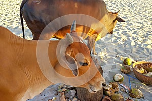 Two cows on an Indian beach feed on waste in a garbage dump, stray animals.