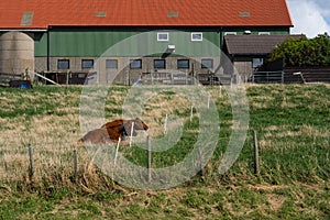 Two cows laying on the field of grass inside a fence