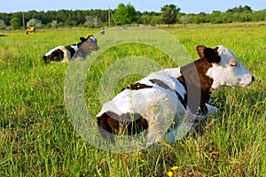 Two cows lie on spring field