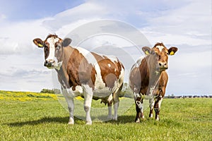 Two cows, looking curious black and white, in a green field under a blue sky and horizon over land