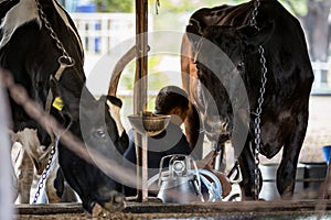 Two cows in dairy farm and a man is milking the black cow.