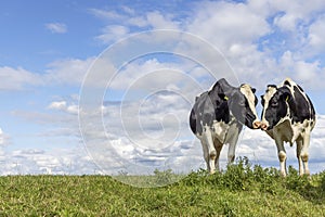 Two cows love play cuddling in a field under a blue sky, kissing head