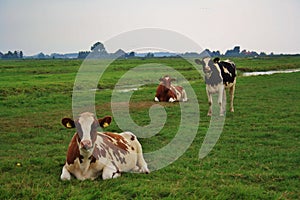 Cows dutch landscape