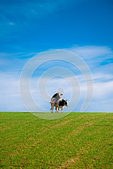 Two cows mating