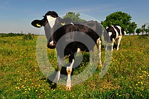 Two cows on the meadow