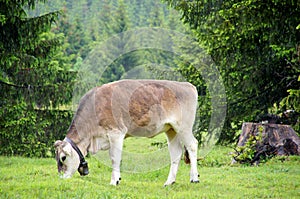 Two cows meadow austria