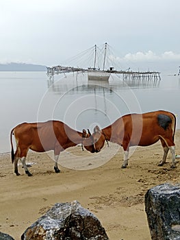 Two cows meet on the beach