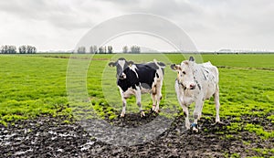 Two cows in muddy grassland