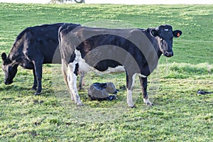 Two cows and new-born calf in field