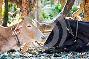 Two cows one black and one brown sleep under trees in the warm s