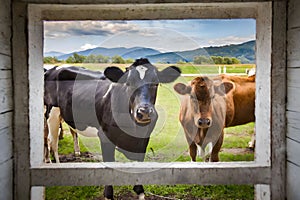 Two cows, one black and one white, look curiously out of a barn window