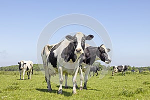 Two cows, one chewing, standing in a pasture, blue sky, cheeky sassy sisters, looking happy together