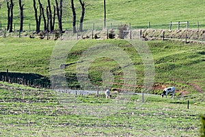 Two Cows in a Pasture