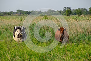 Two cows in the pasture. Brown and black-white cows. Cows look into the camera lens