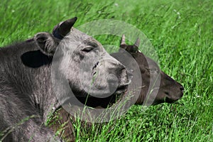 Two cows in the pasture lying resting huddled together