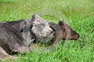 Two cows in the pasture lying resting huddled together