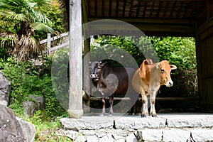 Two cows in the pavilion