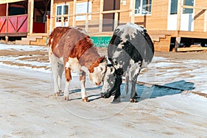 Two cows playfully fighting in a village in winter time