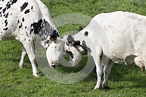 Two cows playing