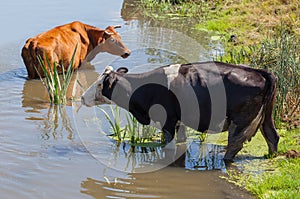 Two cows in the pond