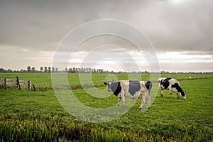 Two cows on a rainy day