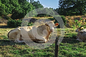 Two cows rest in a grassy field, surrounded by a fence