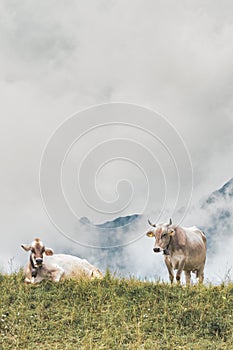 Two cows rest in the mountain pasture