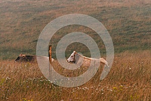 Two cows resting on free range dairy farm pasture land behind the protective electric wire fence