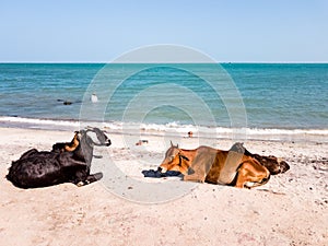 Two cows resting on a white sand beach