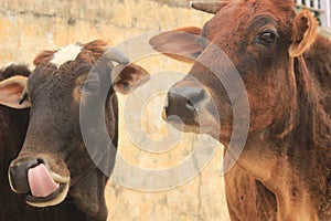 Two cows in Rishikesh, India