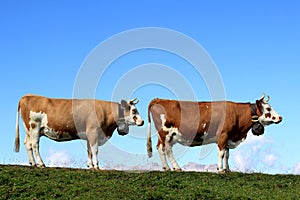Two cows in a row in the mountains of Switzerland