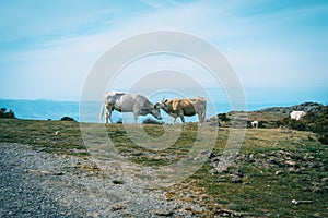 Two cows showing affection in a meadow