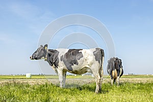 Two cows, side view and rear view, black and white standing in a pasture under a blue sky and horizon over land