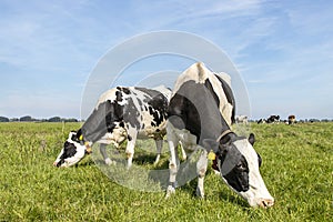 Two cows sisterly graze next to each other in a green pasture and a blue sky and straight horizon