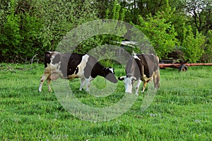 Two Cows Standing In Farm Pasture. Shot Of A Herd Of Cattle On A Dairy Farm.