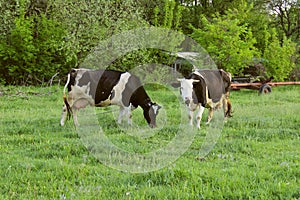 Two Cows Standing In Farm Pasture. Shot Of A Herd Of Cattle On A Dairy Farm.