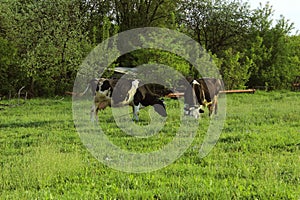 Two Cows Standing In Farm Pasture. Shot Of A Herd Of Cattle On A Dairy Farm.