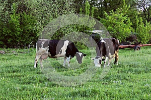 Two Cows Standing In Farm Pasture. Shot Of A Herd Of Cattle On A Dairy Farm.