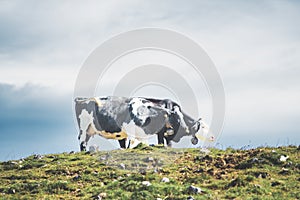 Two cows standing on a hill in a field