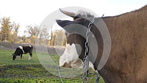 Two cows standing at lawn and grazing. Animals on pasture. Scenic background. Farming concept. Slow motion