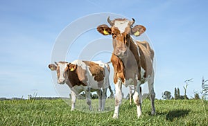 Two cows standing in a pasture with horns and nosy, blue sky and a faraway straight horizon