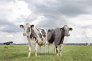 Two cows standing in a pasture, together, black and white, Holstein,  under a blue sky and a faraway straight horizon