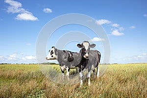 Two cows standing in the salt marshes of Schiermonnikoog under a blue sky and a faraway horizon